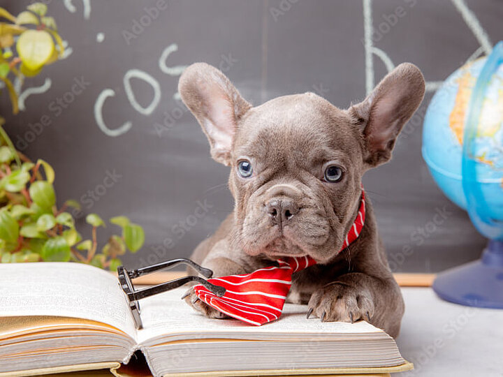 Französische Bulldoggen Welpe